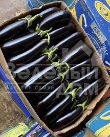 Семена баклажана Казимир F1 / Casimir F1,55-60 дней купить оптом и в розницу в Украине по выгодной цене