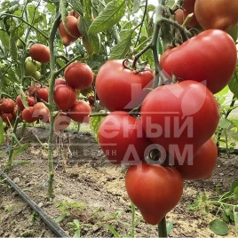 Семена томатов Пеконет F1 / Pekonet F1,53-55 дней купить оптом и в розницу в Украине по выгодной цене