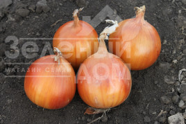 Цибуля ріпчаста Альбатрос F1 / Albatross F1, 280-290 днів купити оптом і в роздріб в Україні за вигідною ціною