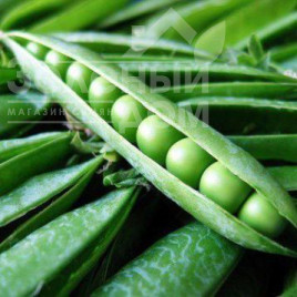 Насіння гороху Кельведонське диво / Kelʹvedonsʹke dyvo купити оптом і в роздріб в Україні за вигідною ціною