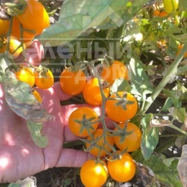 Семена томатов Реджиум F1 / Redzhium F1, 65-70 дней купить оптом и в розницу в Украине по выгодной цене