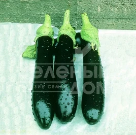 Семена баклажана Валентина F1 / Valentina F1,80-85 дней купить оптом и в розницу в Украине по выгодной цене