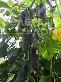 Насіння огірків СВ 4097 CV F1 / SV 4097 CV F1,42-44 днів купити оптом і в роздріб в Україні за вигідною ціною