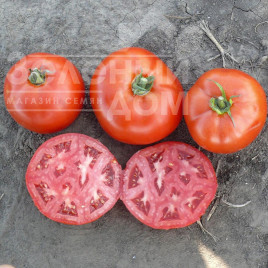 Насіння томатів 1504 F1 / 1504 F1,110 днів купити оптом і в роздріб в Україні за вигідною ціною