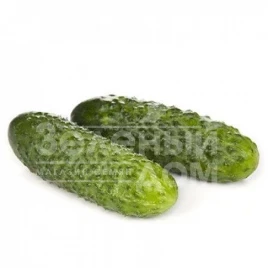 Семена огурцов Лист F1 / Liszt F1,38-40 дней купить оптом и в розницу в Украине по выгодной цене