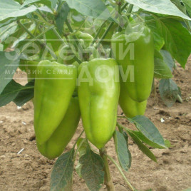 Насіння солодкого перцю Радуза F1 / Raduza F1,60-70 днів купити оптом і в роздріб в Україні за вигідною ціною