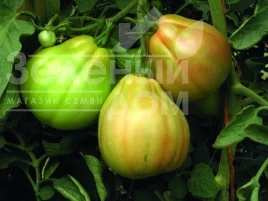 Семена томатов Куор Ди Буэ Альбенга / Kuor Di Buye Albenhа, 62-77 дней  купить оптом и в розницу в Украине по выгодной цене