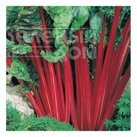 Насіння буряка Мангольд / Mangold купити оптом і в роздріб в Україні за вигідною ціною