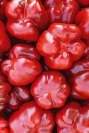 Насіння солодкого перцю Біхар F1 / Bihar F1,70-75 днів купити оптом і в роздріб в Україні за вигідною ціною