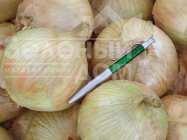 Цибуля ріпчаста Глобо / Globo купити оптом і в роздріб в Україні за вигідною ціною