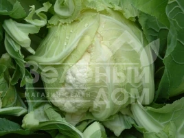 Семена капусты цветной Сантамария F1 / Santamaria F1,80 дней купить оптом и в розницу в Украине по выгодной цене