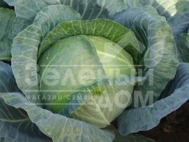 Семена капусты белокочанной Мадисон F1 / Madison F1,115-120 дней купить оптом и в розницу в Украине по выгодной цене