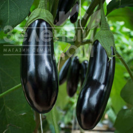 Насіння баклажанів Анамур F1 / Anamur F1, 55 днів купити оптом і в роздріб в Україні за вигідною ціною