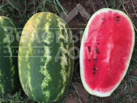 Насіння кавуна Реденза F1 / Redenza F1,60-62 дні купити оптом і в роздріб в Україні за вигідною ціною