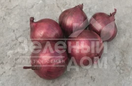 Лук репчатый Ред Рум F1 / Red Rum F1,112 дней купить оптом и в розницу в Украине по выгодной цене