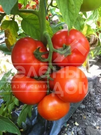 Семена томатов Ралли F1 / Rally F1,100-106 дней купить оптом и в розницу в Украине по выгодной цене