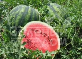 Семена арбуза Крисби F1 / Crisby F1,58-62 дня купить оптом и в розницу в Украине по выгодной цене