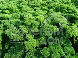 Семена петрушки Астра / Astra,80-90 дней купить оптом и в розницу в Украине по выгодной цене