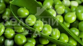 Насіння гороху Екселенс / Excalance купити оптом і в роздріб в Україні за вигідною ціною