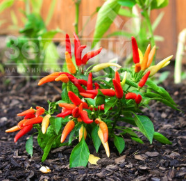 Насіння солодкого перцю Поупіла / Poupila купити оптом і в роздріб в Україні за вигідною ціною