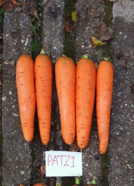 Насіння моркви Патзі F1 / Patzi F1,110-120 днів купити оптом і в роздріб в Україні за вигідною ціною
