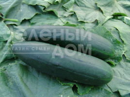 Насіння огірків Обелікс F1 / Obeliks F1,45-48 днів купити оптом і в роздріб в Україні за вигідною ціною