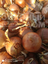 Цибуля ріпчаста Шанкар F1 (Каліпсо F1) / Shankar F1 (Calypso F1), 120-125 днів купити оптом і в роздріб в Україні за вигідною ціною