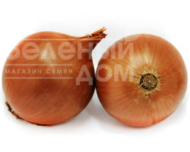 Цибуля ріпчаста Форум / Forum купити оптом і в роздріб в Україні за вигідною ціною