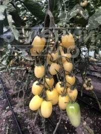 Семена томатов Смарт F1 / Smart F1, 95 дней  купить оптом и в розницу в Украине по выгодной цене