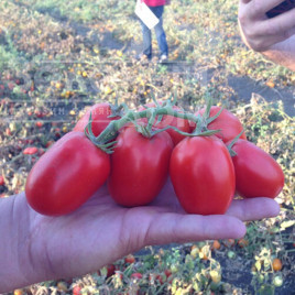 Насіння томатів 1785 F1 / 1785 F1, 112 днів купити оптом і в роздріб в Україні за вигідною ціною