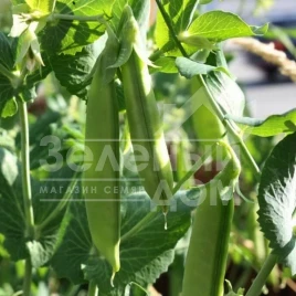 Семена гороха Зонверт / Zonvert  купить оптом и в розницу в Украине по выгодной цене