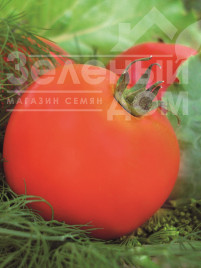 Насіння томатів Ляна / Lyana купити оптом і в роздріб в Україні за вигідною ціною