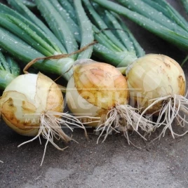 Лук репчатый Сеншуй Еллоу / Senshyu Yellow купить оптом и в розницу в Украине по выгодной цене