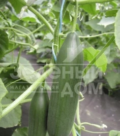 Семена огурцов Эмили F1 / Emilie F1,35-40 дней купить оптом и в розницу в Украине по выгодной цене