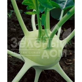 Семена капусты кольраби Спарта F1 / Sparta F1,60-70 дней купить оптом и в розницу в Украине по выгодной цене