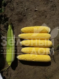 Семена кукурузы Джиа F1 / Dzhia F1, 75-77 дней купить оптом и в розницу в Украине по выгодной цене