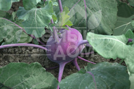 Насіння капусти кольрабі Колібрі F1 / Kolibri F1,130 днів купити оптом і в роздріб в Україні за вигідною ціною