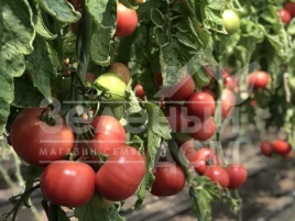 Семена томатов Пинк Клер F1  (HTP-11) / Pink Claire F1  (HTP-11),105-115 дней купить оптом и в розницу в Украине по выгодной цене