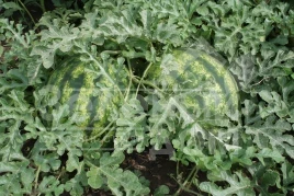 Семена арбуза Виктория F1 / Victoria F1,56-60 дней купить оптом и в розницу в Украине по выгодной цене