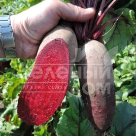 Семена свеклы Каркулка / Karkulka,120-130 дней купить оптом и в розницу в Украине по выгодной цене