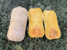 Семена тыквы Баррель F1 / Barrel F1, 95 дней купить оптом и в розницу в Украине по выгодной цене