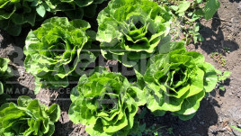 Насіння салату Корбана / Corbana купити оптом і в роздріб в Україні за вигідною ціною