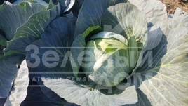 Семена капусты белокочанной Колин F1 / Colin F1, 118-120 дней купить оптом и в розницу в Украине по выгодной цене