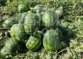 Кавун Паблос F1 / Pablos F1, 62-65 днів купити оптом і в роздріб в Україні за вигідною ціною