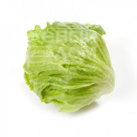 Насіння салату Ізанас / Izanas,60-75 днів купити оптом і в роздріб в Україні за вигідною ціною