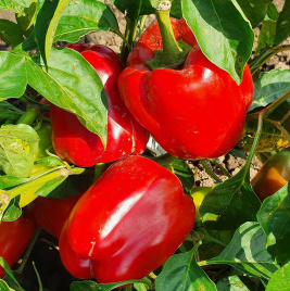 Насіння солодкого перцю Нела F1 / Nela F1 купити оптом і в роздріб в Україні за вигідною ціною