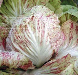 Насіння салату Луция / Lucia, 60 дней купити оптом і в роздріб в Україні за вигідною ціною