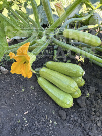 Насіння кабачків Хіба F1 / Hiba F1, 32-35 днів купити оптом і в роздріб в Україні за вигідною ціною