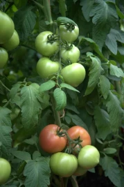 Семена томатов Санрайз F1 / Sunrise F1 купить оптом и в розницу в Украине по выгодной цене