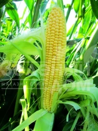 Семена кукурузы ЛС 779 F1 (Премиум) / LS 779 F1 купить оптом и в розницу в Украине по выгодной цене